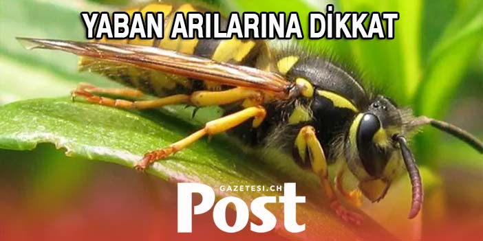 Bu yaz yaban arısı vakaları  ikiye katlandı