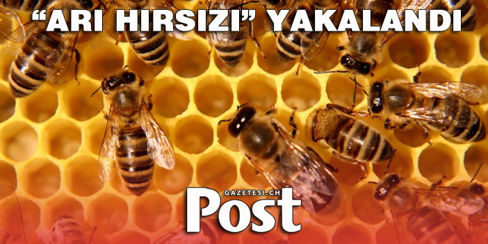 “Arı hırsızı” yakalandı