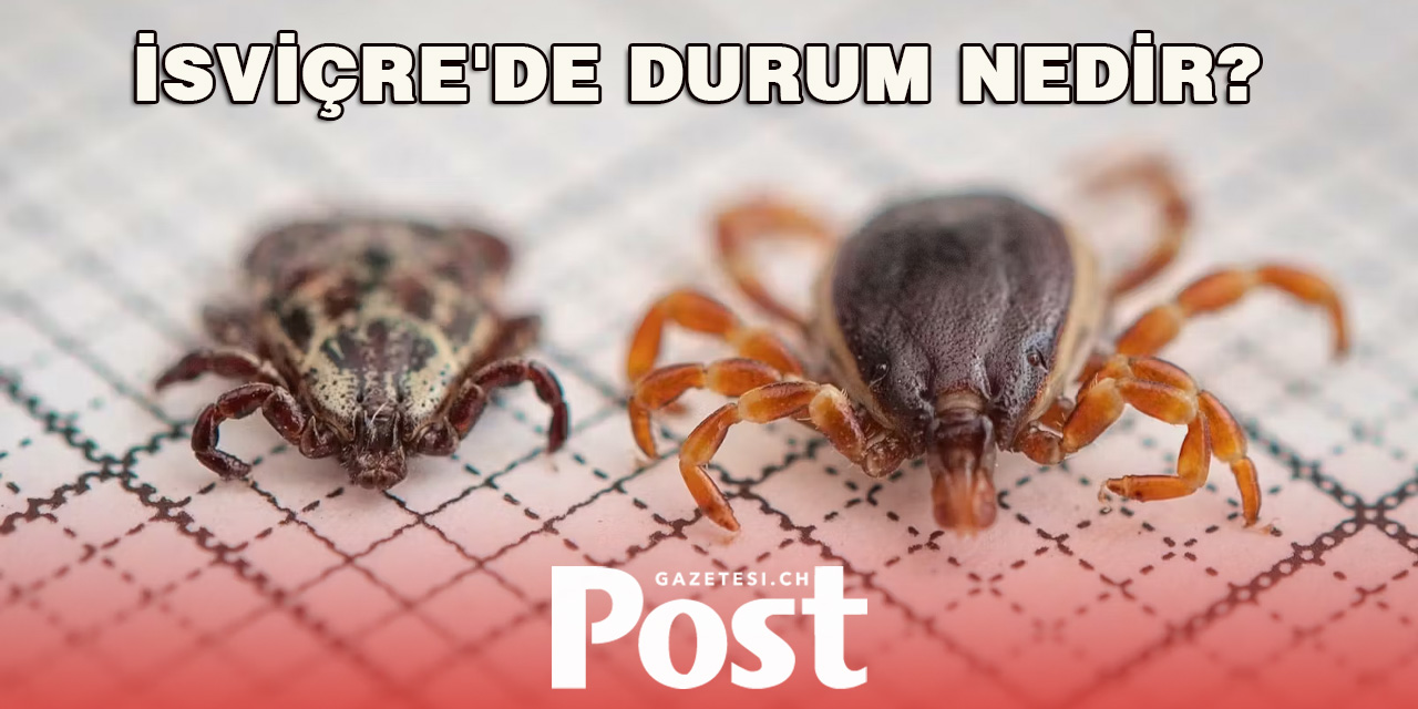 İspanya Kırım-Kongo Ateşi Vakası Bildirildi