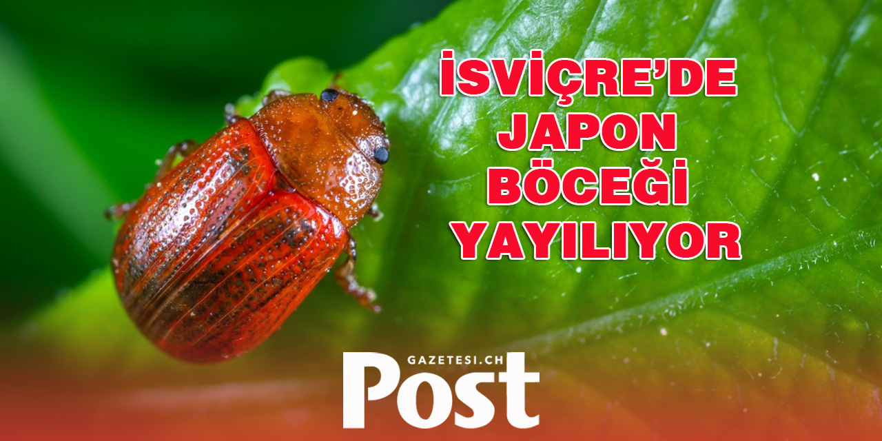 İsviçre’de Japon Böceği Yayılıyor