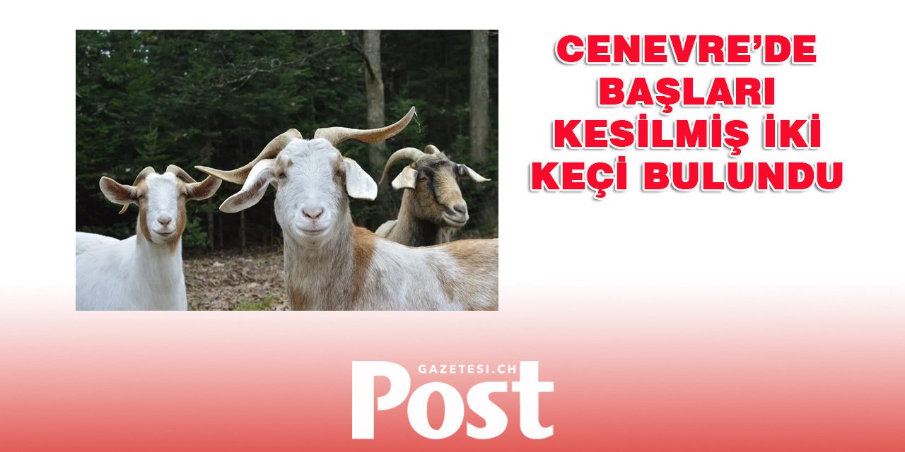 Cenevre’de başları kesilmiş iki keçi bulundu