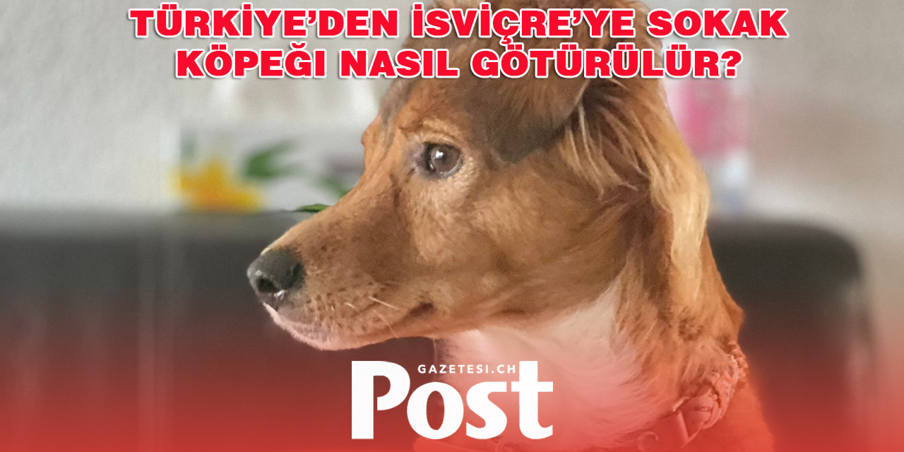 Türkiye’den İsviçre’ye Sokak Köpeği Nasıl Götürülür?