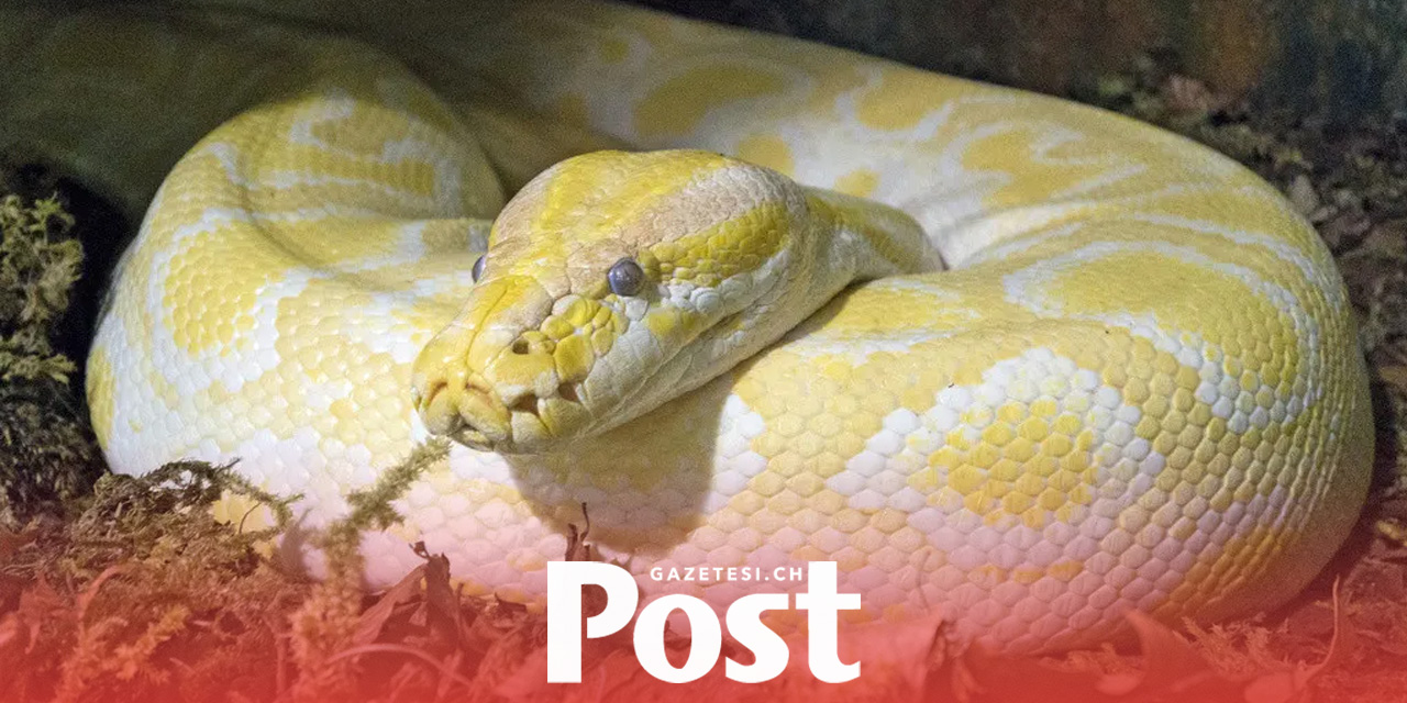 Chiasso gümrüğünde albino kraliyet pitonu bulundu