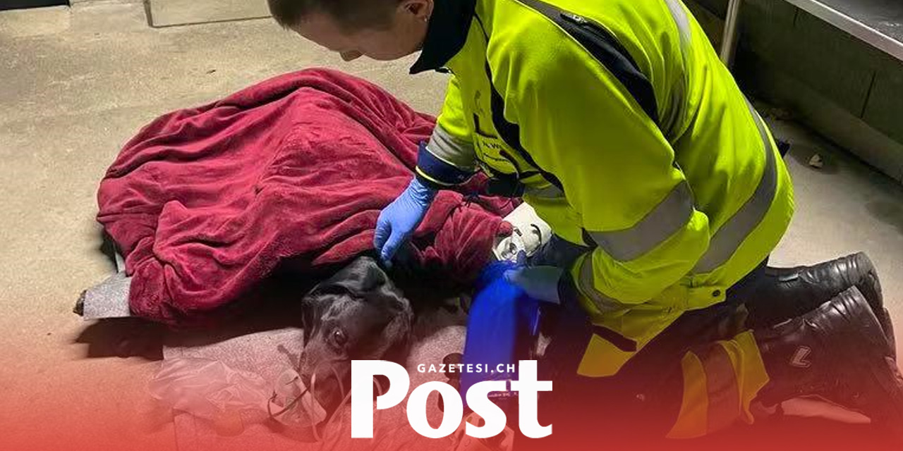 Bern’de Kahraman Köpek, Yangında Sahibinin Hayatını Kurtardı