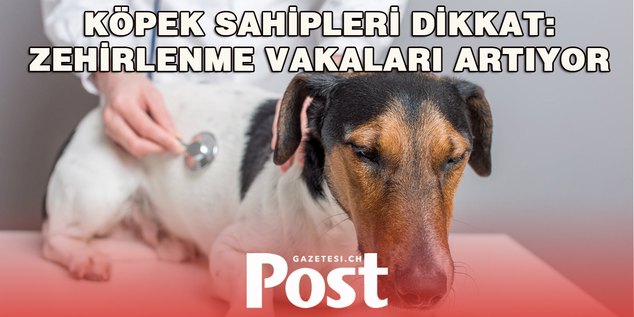 La Chaux-de-Fonds’da Köpekler Zehirlendi