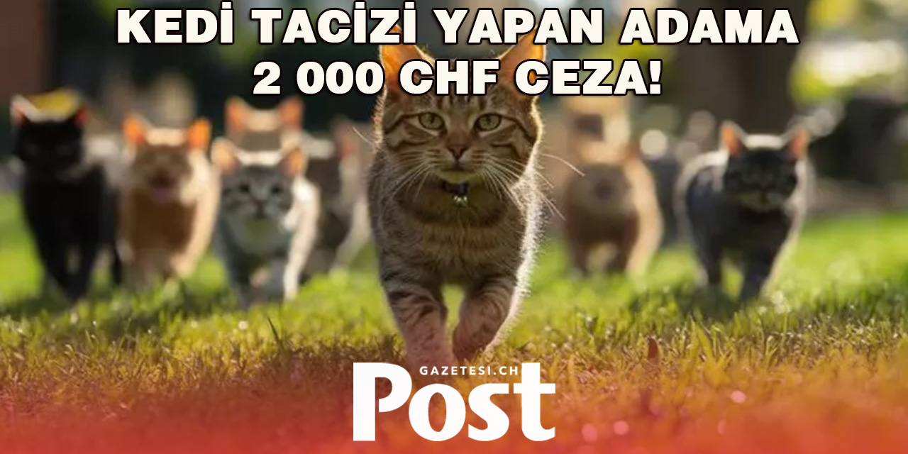 İsviçre'de mahkeme 'Kedilerin de onuru var' dedi, sanık kedisinden özür diledi