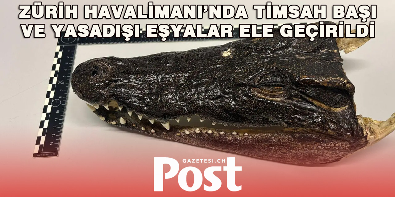 Bagajında Timsah Başı ve Kaçak Eşyalar Bulunan Yolcu Tutuklandı