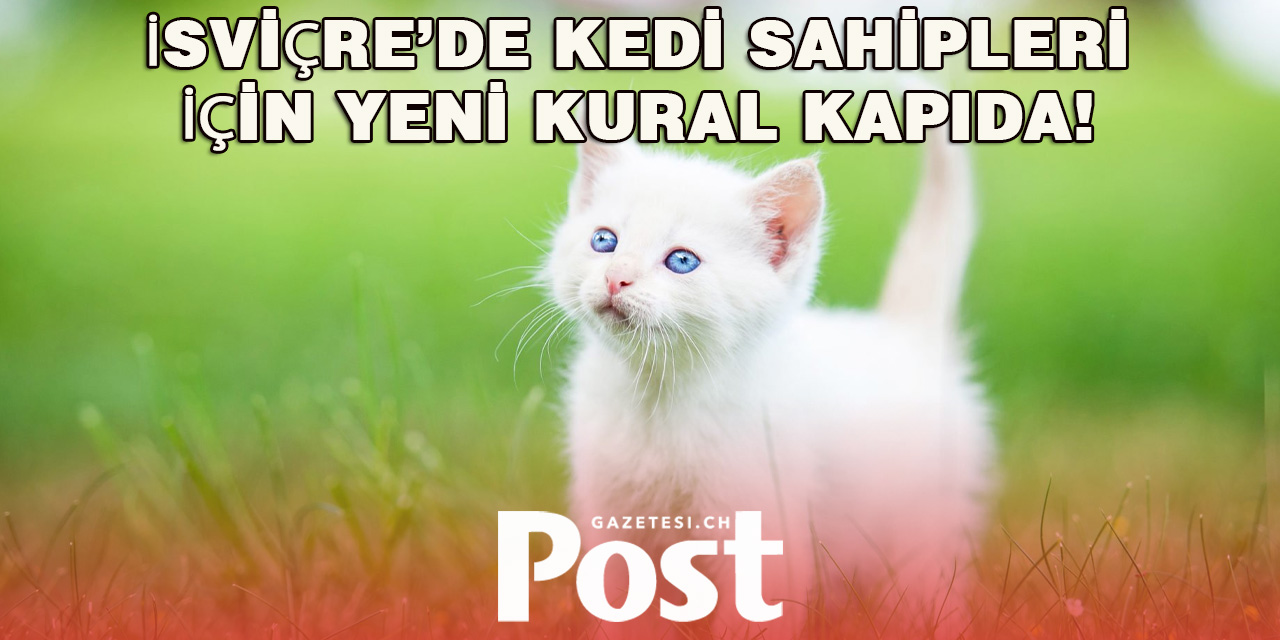 İsviçre’de Kedilere Çip Takma Zorunluluğu Gündemde