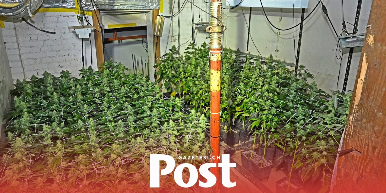 Schaffhausen’de Uyuşturucu Operasyonu: 40 Kg Uyuşturucu Ele Geçirildi, 5 Kişi Tutuklandı