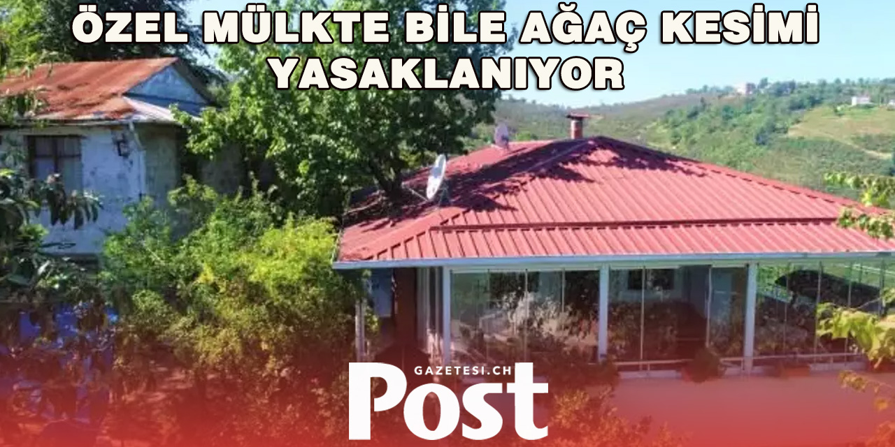 Zürih’te Ağaç Kesmek İçin Artık İzin Gerekecek