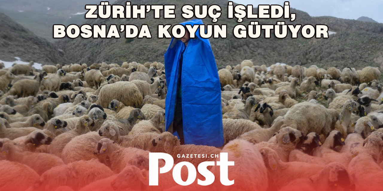 Kanton, sınır dışı edilen suçlunun çoban olmasına yardım etti