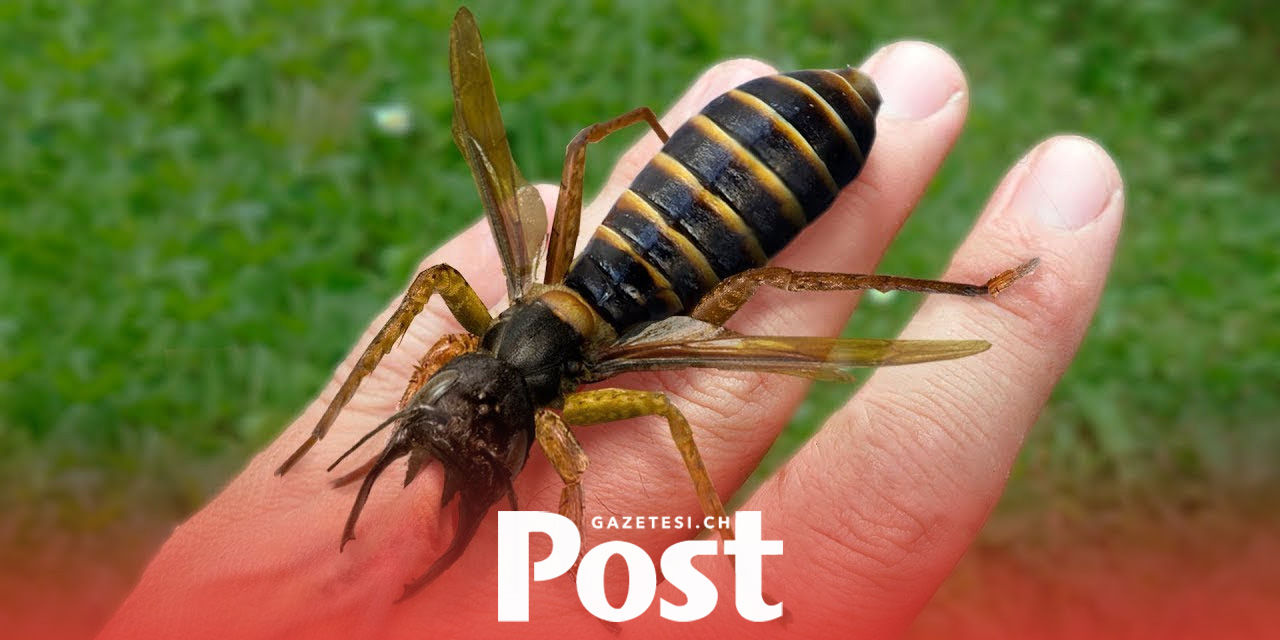 Bern, Asya Eşek Arısına Karşı Mücadeleyi Hızlandırıyor