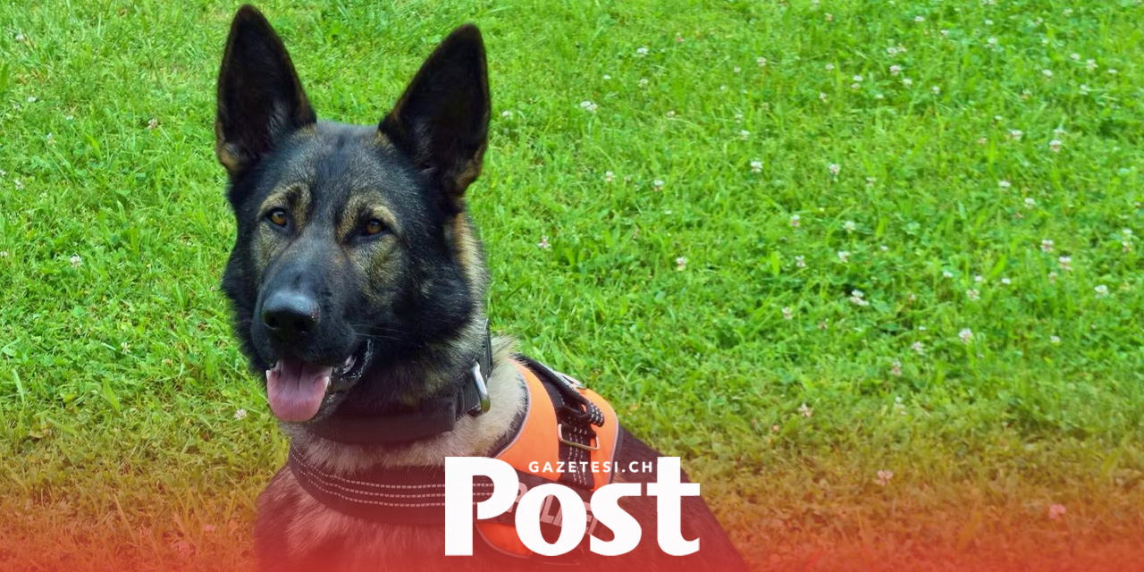 Lucerne’de polis köpeği hırsızın yakalanmasında büyük rol oynadı