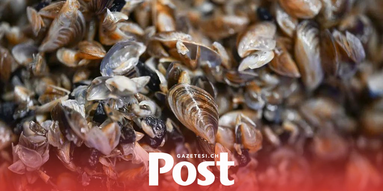 İsviçre’de Uzmanlardan “Quagg” Midyesine Karşı Acil Eylem Çağrısı