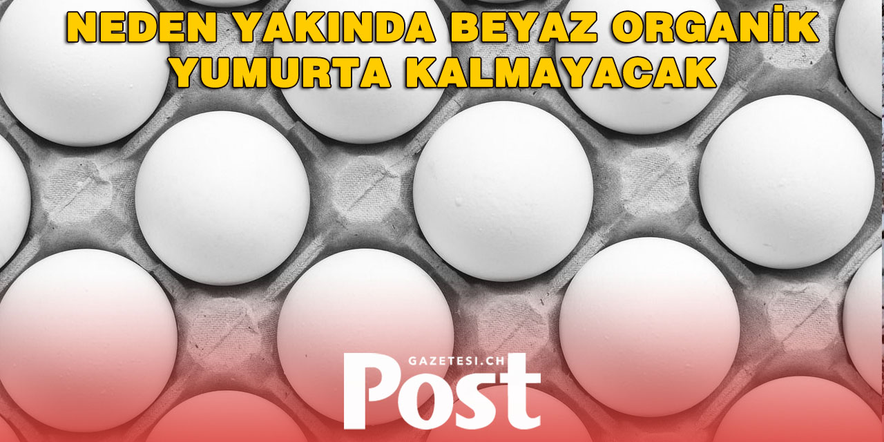 İsviçre’de Organik Yumurtaya Talep Arttı, Arz Azaldı