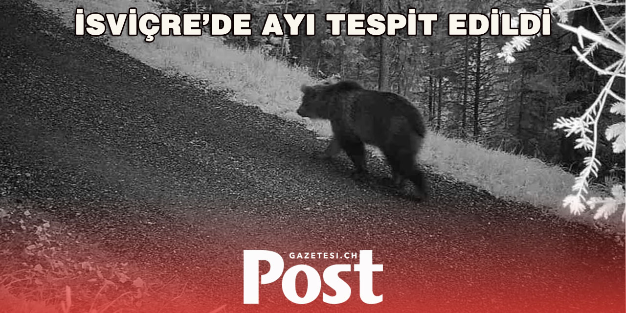 İsviçre Alplerinde Ayı İzleri