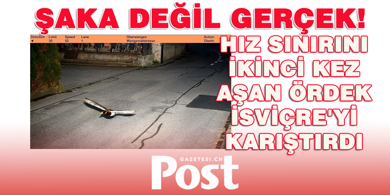 Hız sınırını ikinci kez aşan ördek İsviçre'yi karıştırdı: "Aynı tarihte ve aynı hızda"