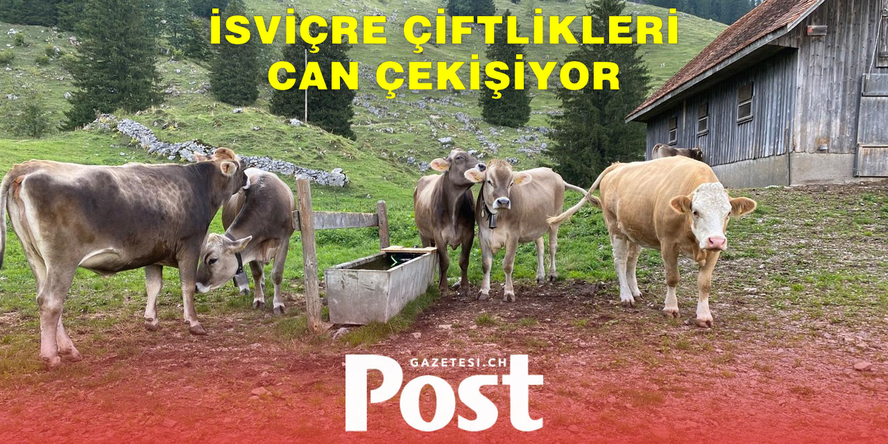 İsviçre’de her yıl yaklaşık 800 çiftlik kapanıyor