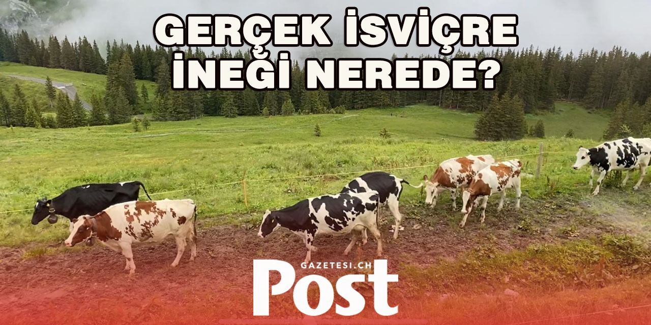 İSVİÇRE MERALARINDA ARTIK NEREDEYSE HİÇ “GERÇEK” İSVİÇRE İNEĞİ YOK