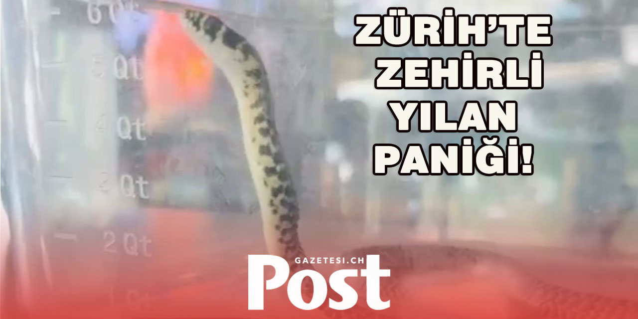 İsviçre’de Ender Tür: Restoran Terasında Yılan Yakalandı