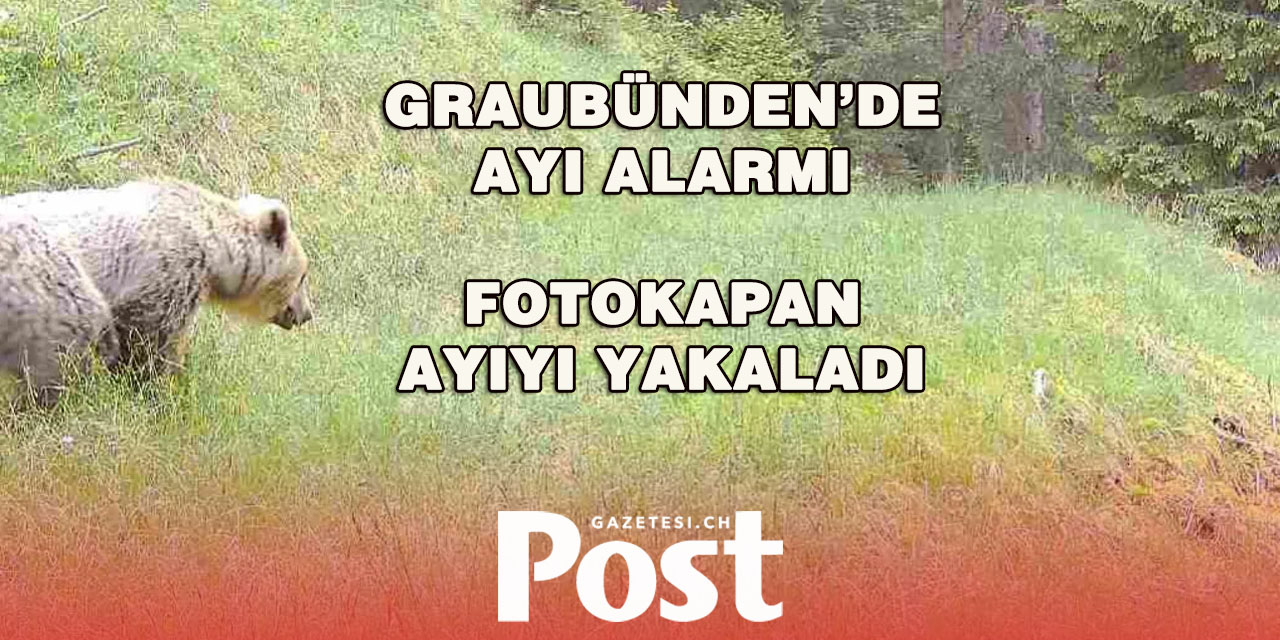 GRAUBÜNDEN’DE YENİDEN BİR AYI GÖRÜLDÜ – FOTO KAPANA YAKALANDI
