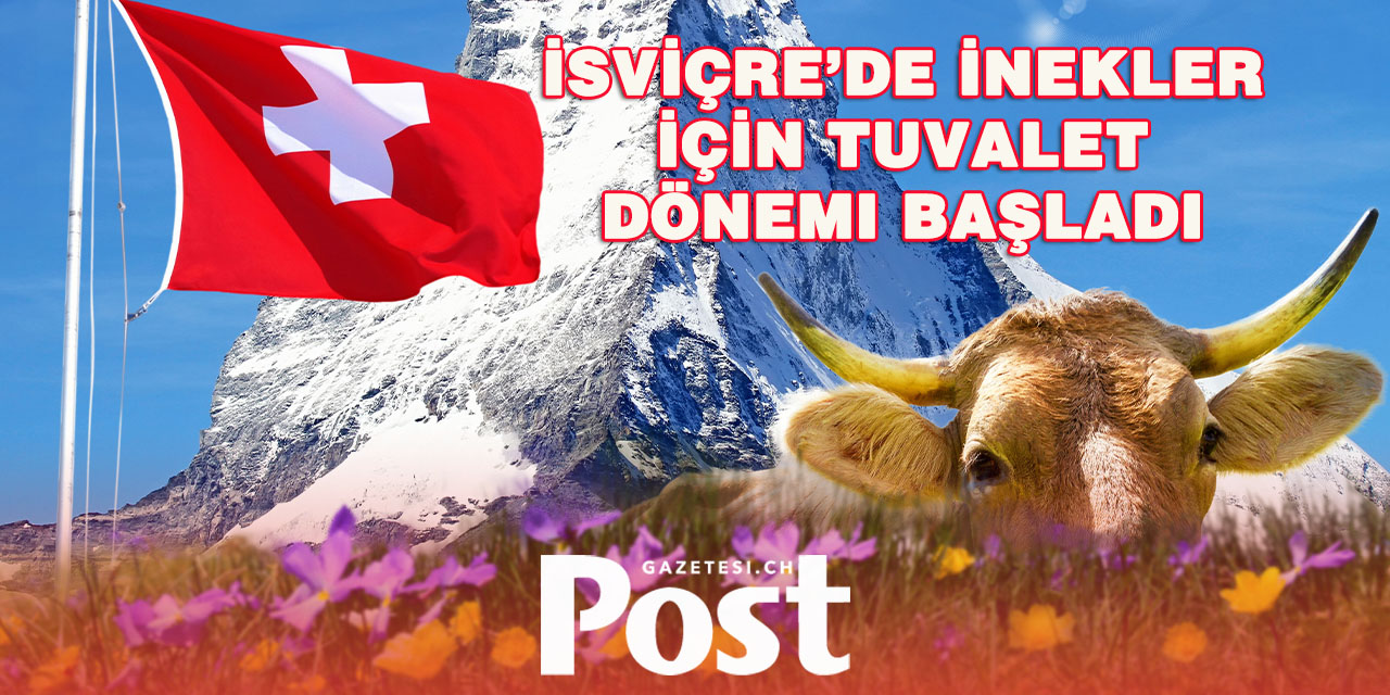 İsviçre'de inekler için özel tuvalet sistemi