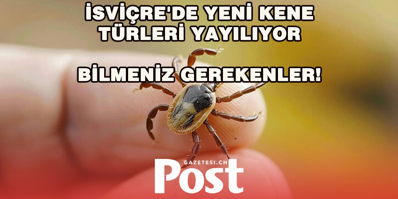 İsviçre’de Yeni Kene Türleri Görülmeye Başlandı