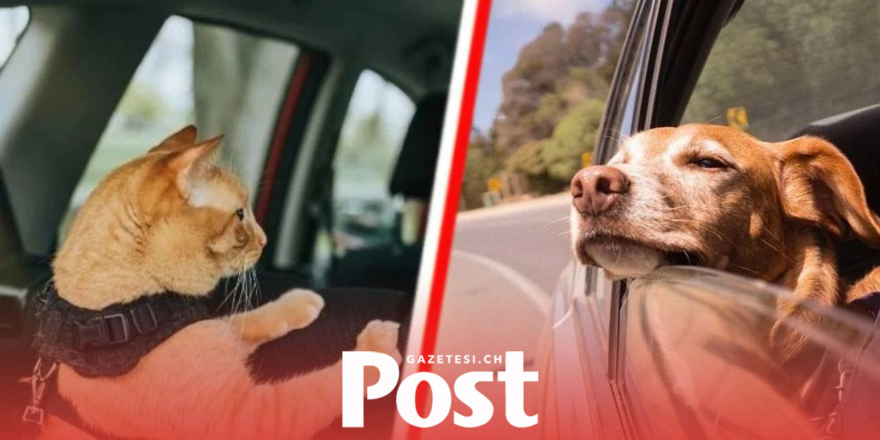 Avrupa Birliği’nde kedi ve köpeklere çip zorunluluğu geliyor