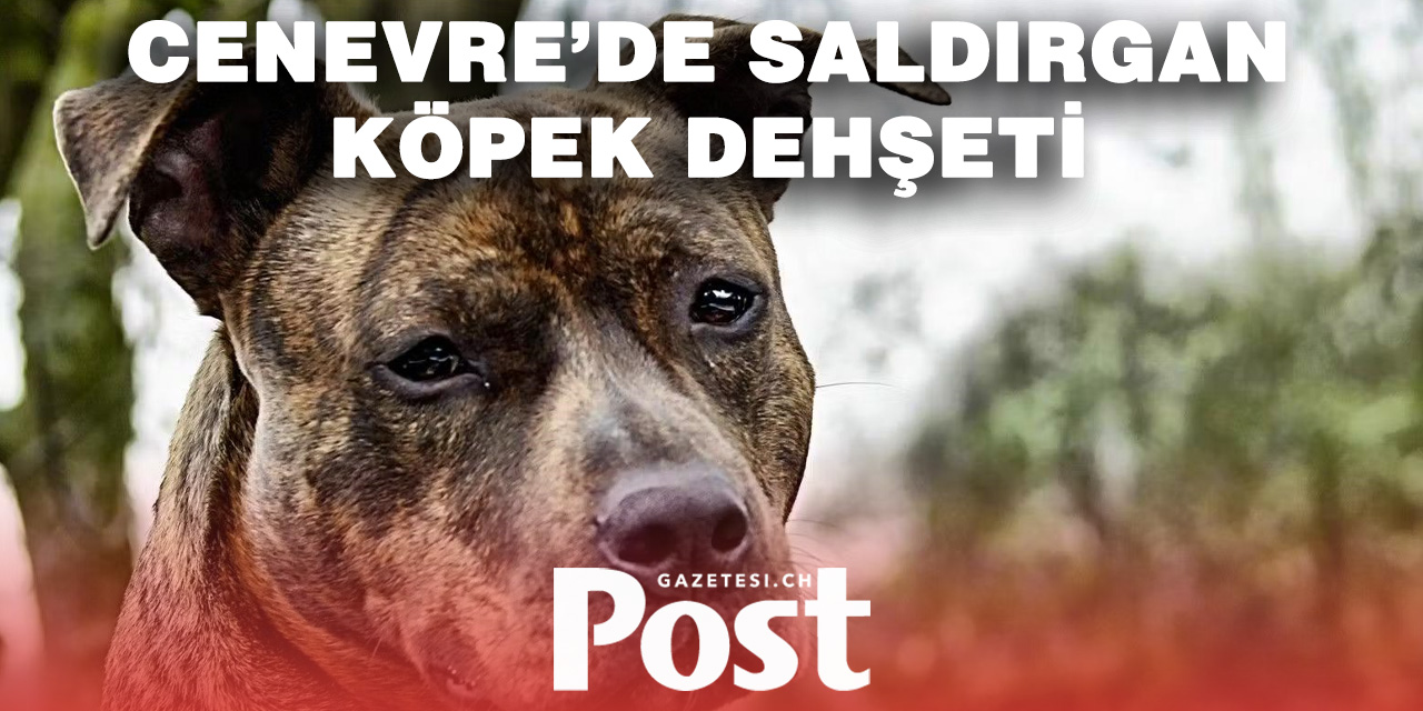 Cenevre’de saldırgan köpek üç kişiyi ısırdı – biri hastaneye kaldırıldı