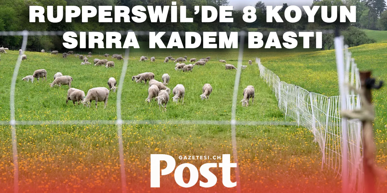 Aargau’da gizemli hırsızlık: Sekiz koyun çalındı