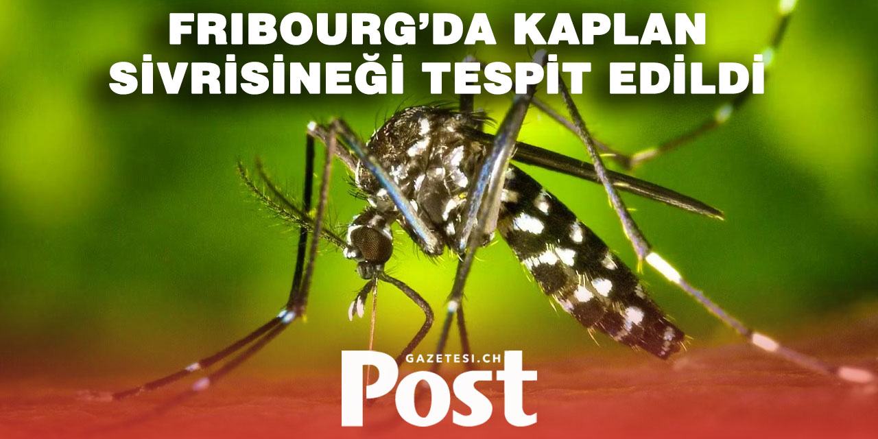 Fribourg kantonun da kaplan sivrisineğinin bulunduğu doğrulandı