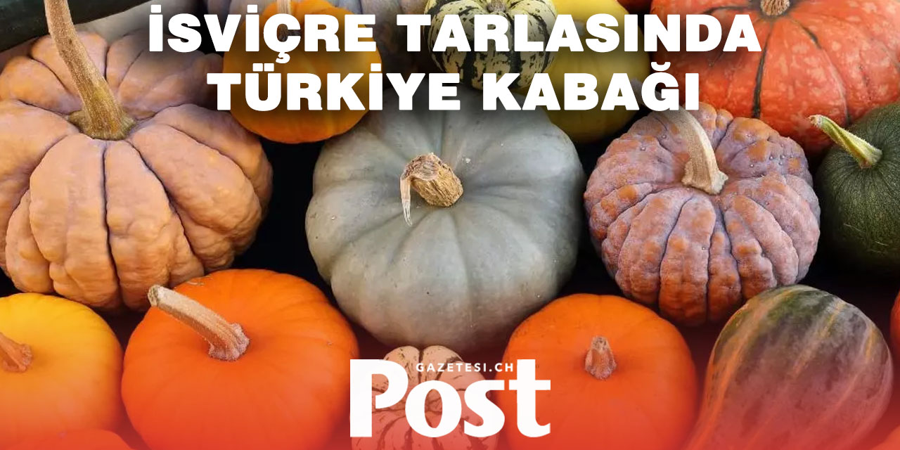 İsviçre Tarlalarında Türkiye’den Gelen Kabaklar Yetişiyor