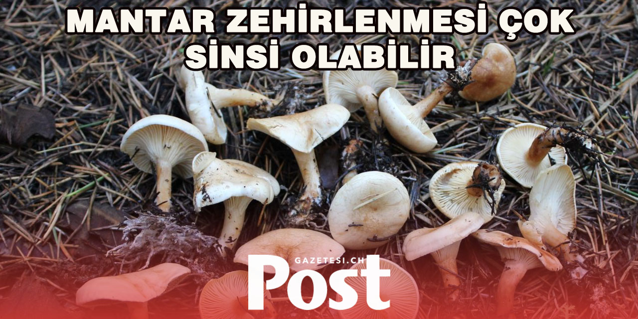 Mantar Zehirlenmesinde Belirtiler Gizli İlerleyebilir