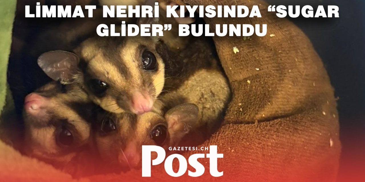 Zürih’te Egzotik Hayvan Skandalı