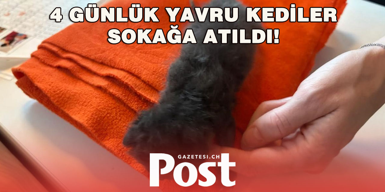 3 yavru kedi çalılığa terk edildi
