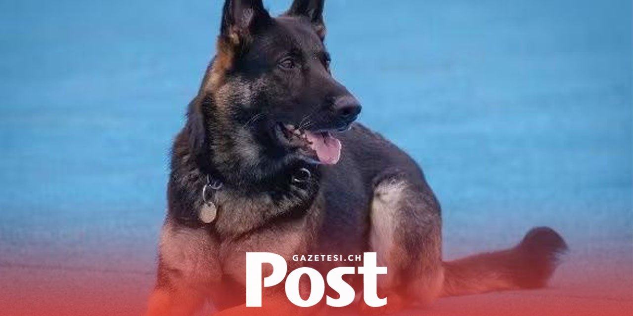 Solothurn’da hırsız polis köpeği Hailey’den kaçamadı