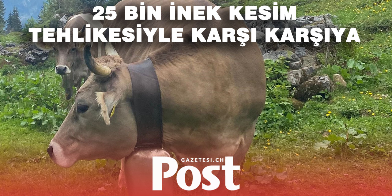 İsviçre’de süt krizi: Trump’ın tarifeleri 25 bin ineği tehdit ediyor