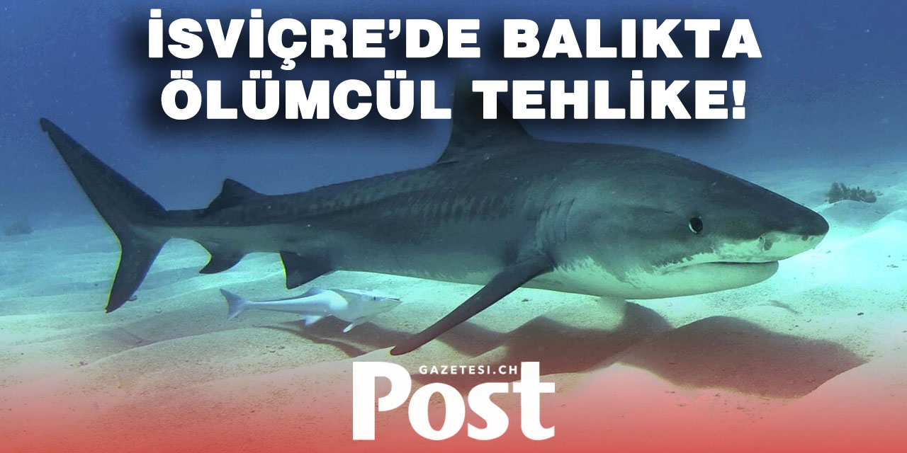 İsviçre’de köpekbalığı eti alarmı: Sağlık için ciddi tehdit