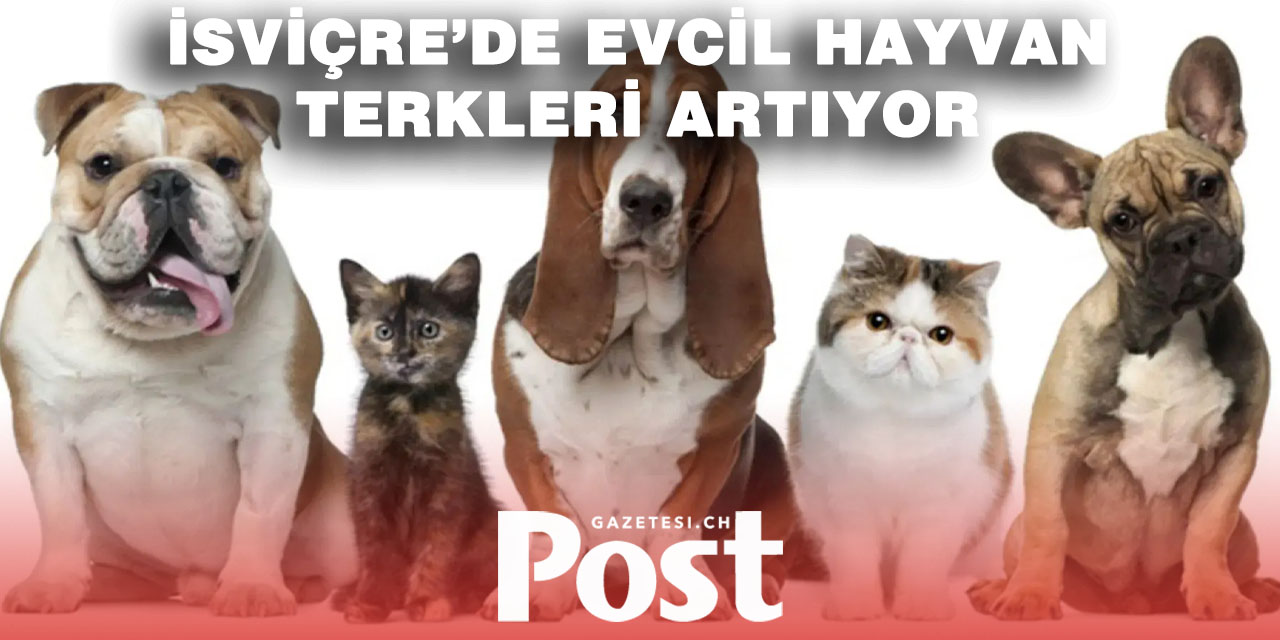 İsviçre’de terk edilen evcil hayvan sayısı arttı