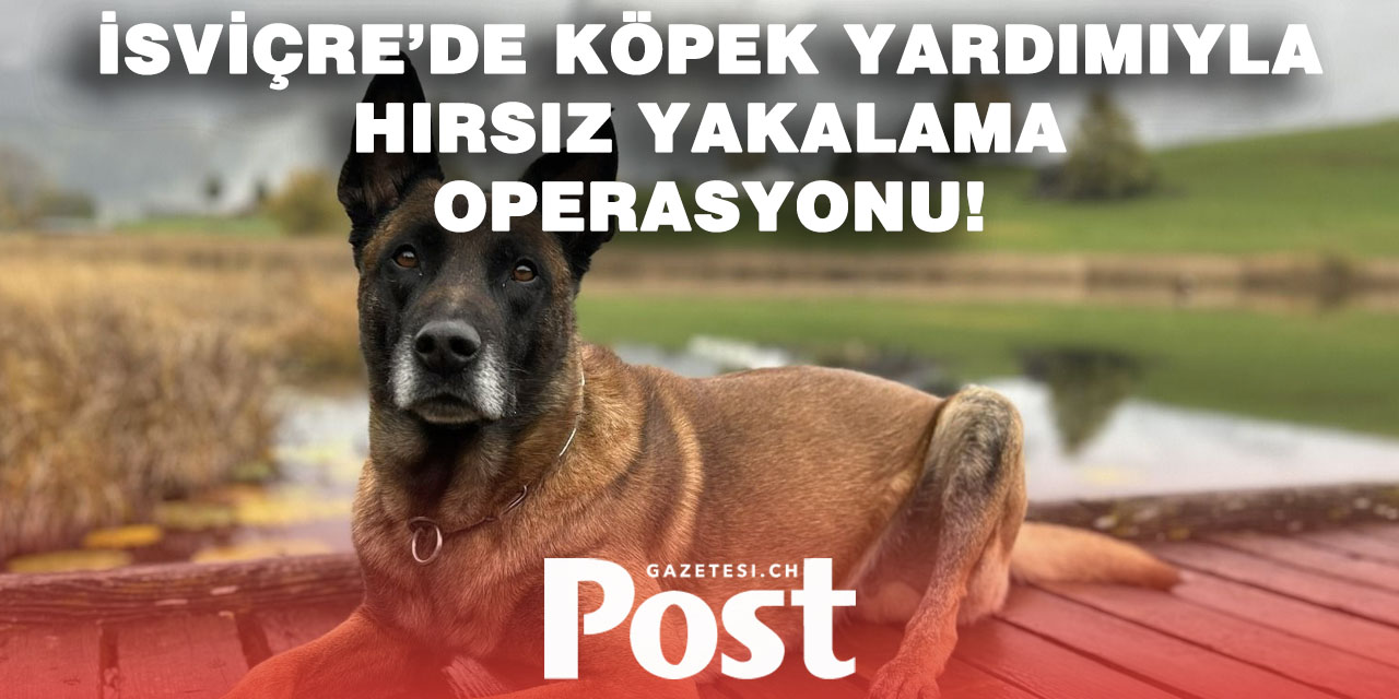 Bachenbülach’ta suçüstü operasyon: Polis köpeği izlerini sürdü!