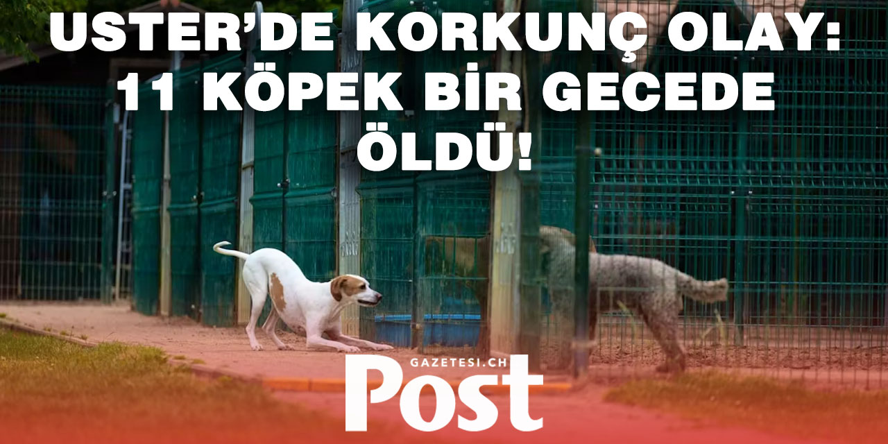 Zürih’te köpek pansiyonunda gizemli ölüm: 11 köpek hayatını kaybetti