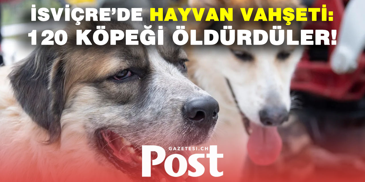 Batı’da utanç manzarası: 120 köpek birden öldürüldü