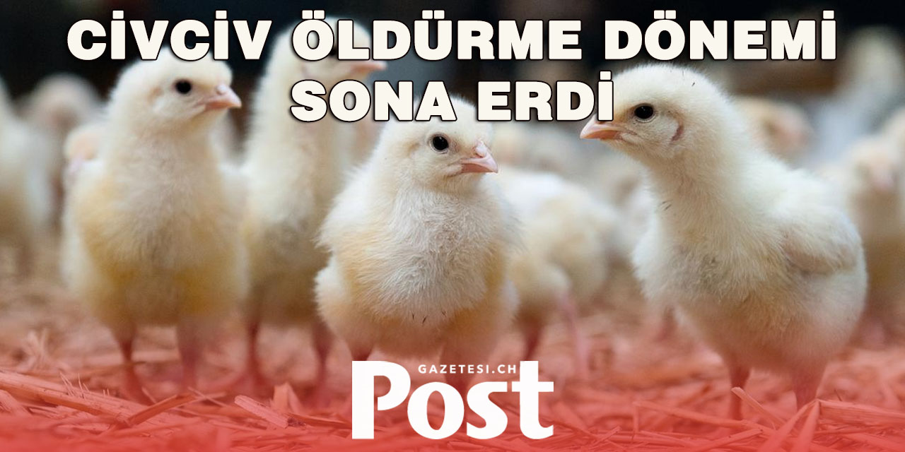 İsviçre’de “civciv katliamı” sona eriyor