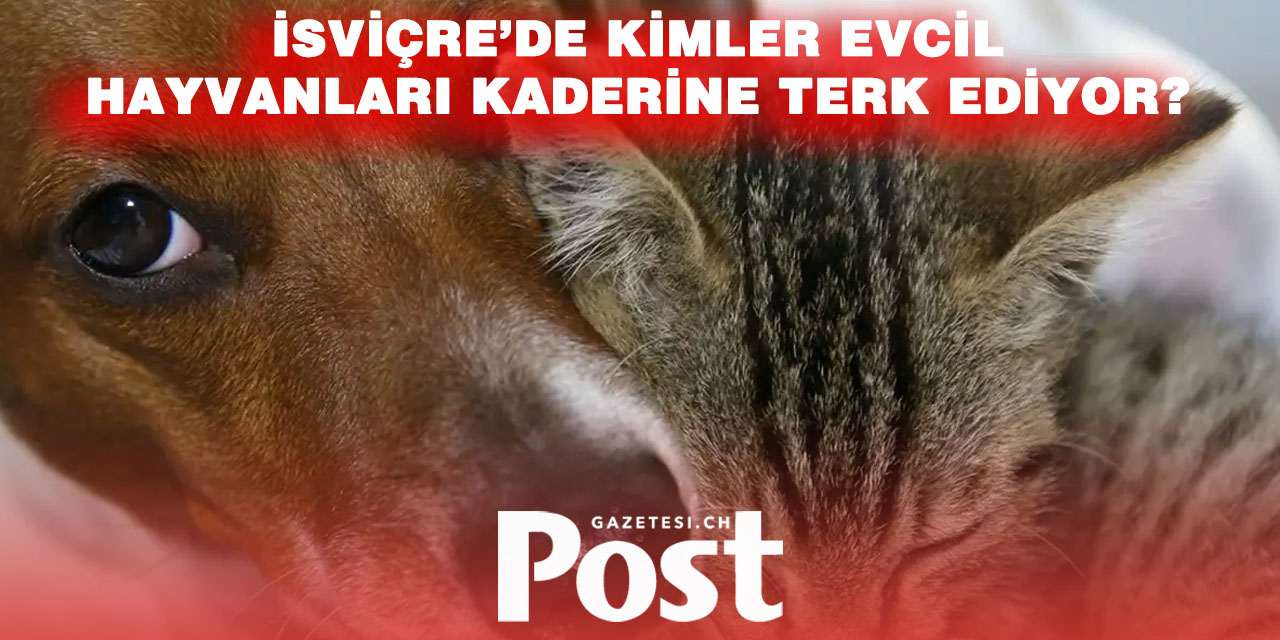 İsviçreliler evcil hayvan terk etmekte rekor kırdılar