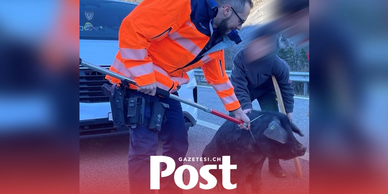 Kaçan Domuz Chur’da Otoyolu Felç Etti