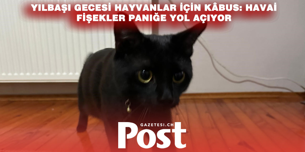 Yılbaşı kabusu: Havai fişekler evcil hayvanları korkutuyor