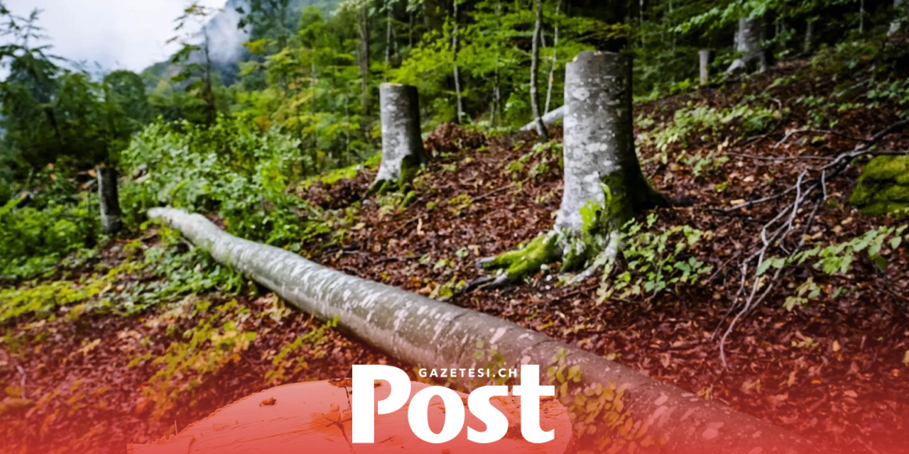 Bern’de Orman Faciası: Kesilen Ağacın Altında Kalan İşçi Hayatını Kaybetti