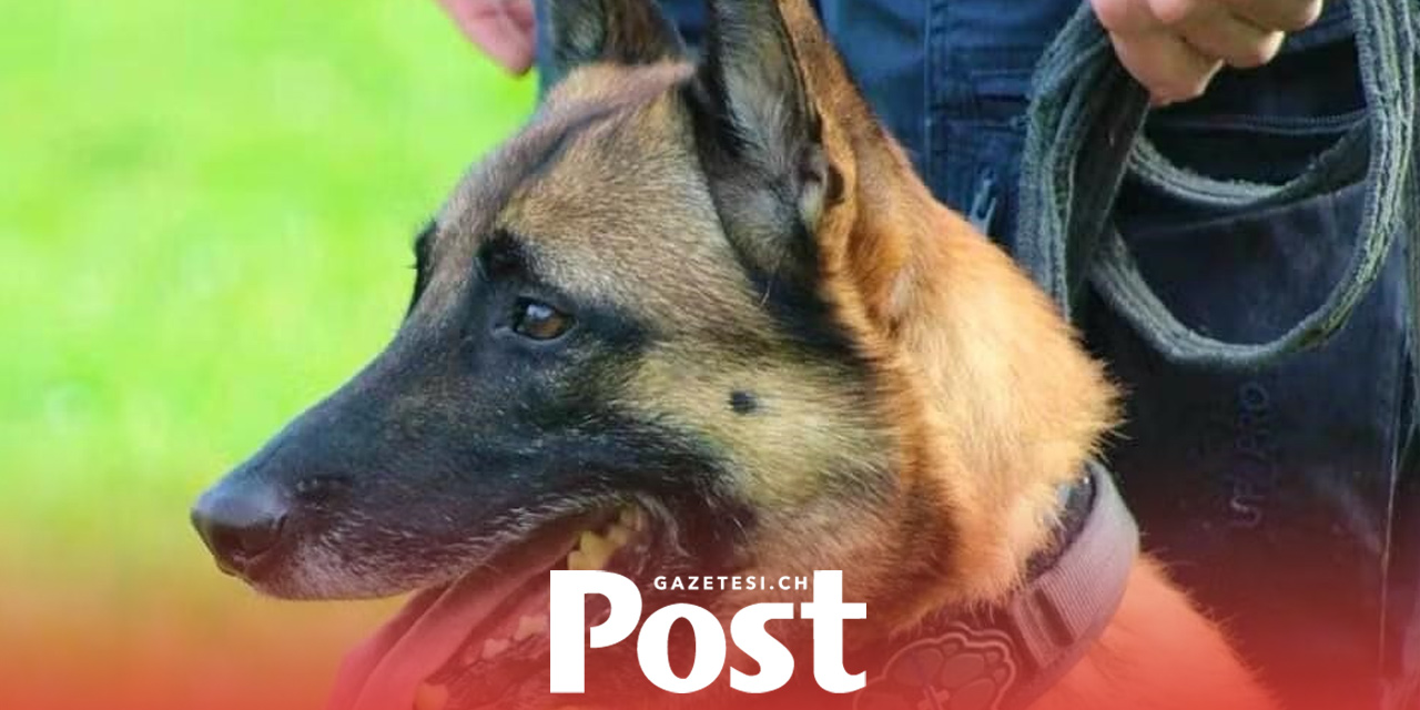 Aargau’da Polis Köpeği Enox Hırsızı Kıskıvrak Yakaladı