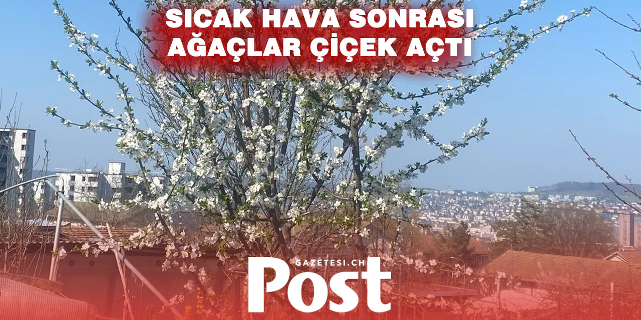 İsviçre’de kiraz çiçekleri erken açtı: Bahar manzaraları başladı
