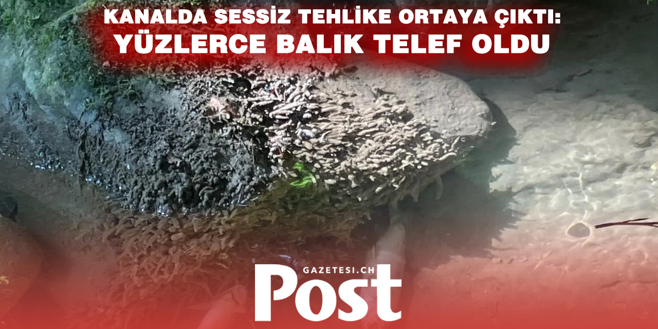 KANALDA FELAKET! YÜZLERCE BALIK ÖLÜ BULUNDU